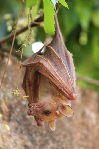 Peters' dwarf epauletted fruit bat httpsstaticinaturalistorgphotos207828mediu
