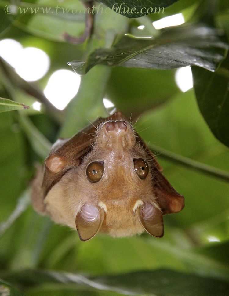 Peters' dwarf epauletted fruit bat Peter39s Dwarf Epauletted Fruit Bat Micropteropus pusillus