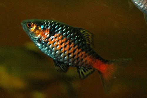 Pethia Fish Identification