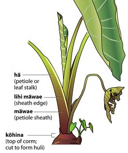 Petiole (botany) Petiole descriptors