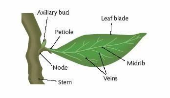 Petiole (botany) What is the petiole and what is its function Quora