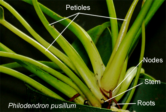 Petiole (botany) What is a Stem What is a Petiole Is the support of a leaf a stem