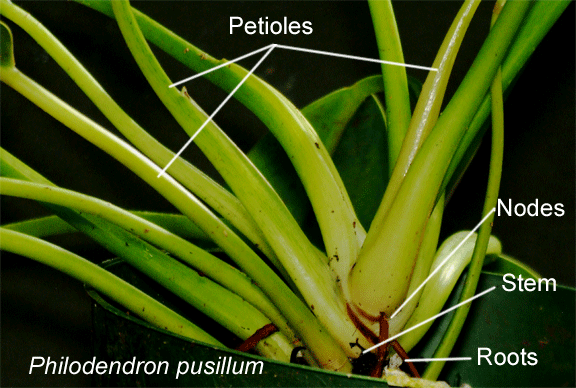 Petiole (botany) - Alchetron, The Free Social Encyclopedia