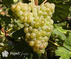 Petite Arvine Petite Arvine Wine Information