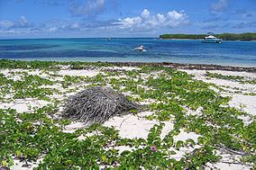 Petite Terre Islands National Nature Reserve httpsuploadwikimediaorgwikipediacommonsthu