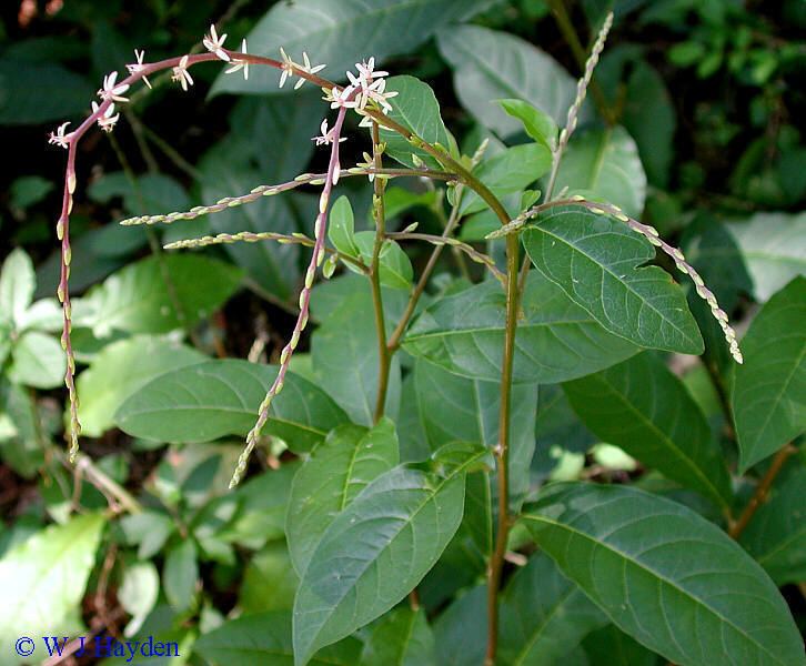 Petiveria Petiveria alliacea Health effects and herbal facts