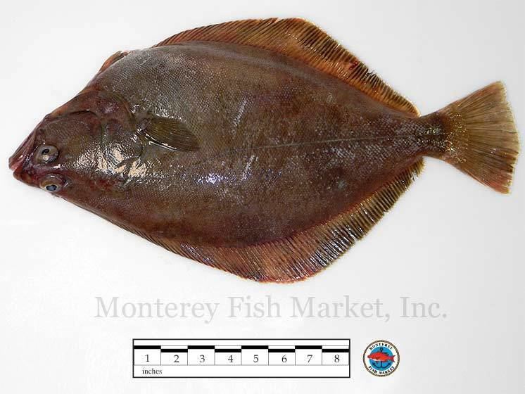 Petrale sole Monterey Fish Market Petrale Sole