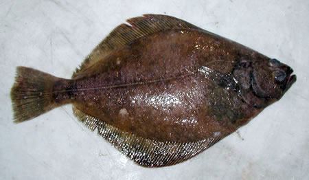Petrale sole Bottomfish Identification Guide Petrale Sole Eopsetta jordani