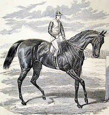 Petrarch (horse) httpsuploadwikimediaorgwikipediacommonsthu