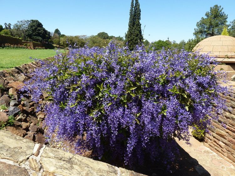 Petrea Petrea volubilis Useful Tropical Plants