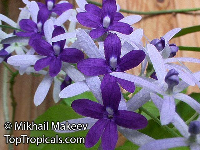 Petrea 1000 images about Petrea Volubilis on Pinterest Thistles