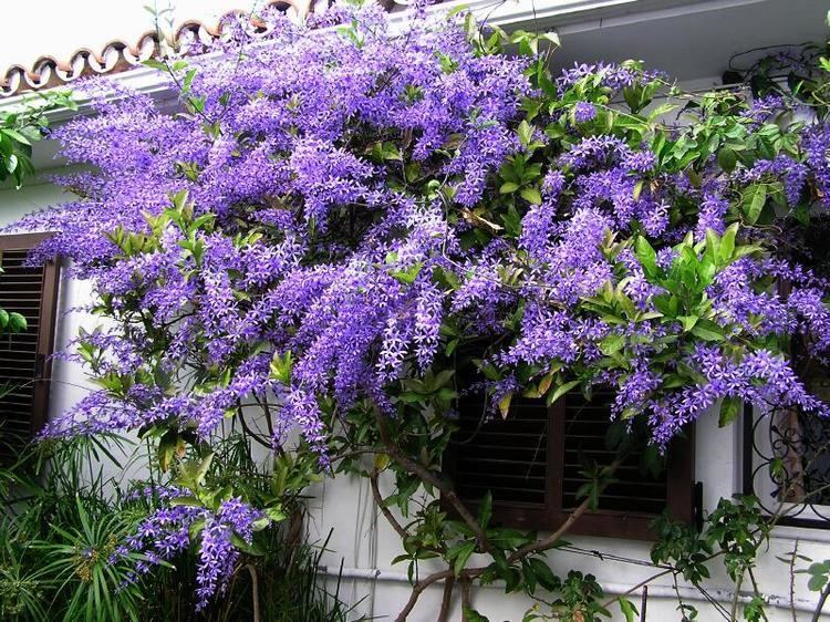 Petrea Queen39s Wreath 39Petrea volubilis39 This vine is a fast grower with