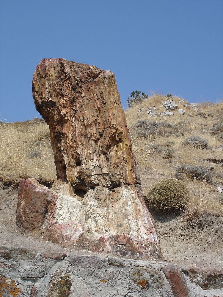 Petrified forest of Lesbos