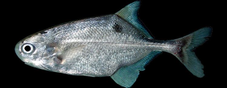 Petrocephalus Mormyridae Mormyridae African weakly electric fishes