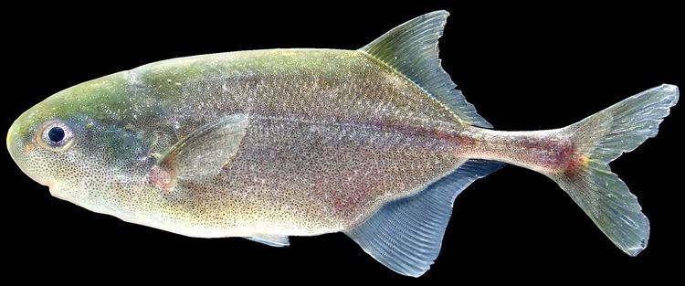 Petrocephalus Mormyridae Mormyridae African weakly electric fishes