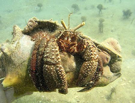 Petrochirus diogenes Giant Hermit Crabs Petrochirus diogenes MarineBioorg