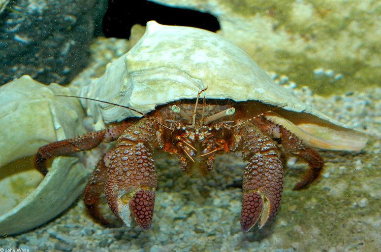 Petrochirus diogenes CalPhotos Petrochirus diogenes Giant Hermit Crab