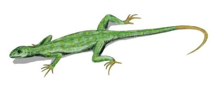 Petrolacosaurus Petrolacosaurus Wikipedia