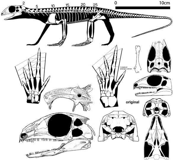 Petrolacosaurus wwwreptileevolutioncomimagesarchosauromorphad