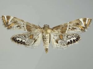 Petrophila Moth Photographers Group Petrophila jaliscalis 4775