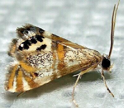 Petrophila Moth Photographers Group Petrophila bifascialis 4774