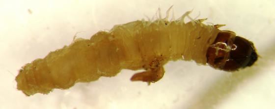 Petrophila Petrophila larvae Petrophila BugGuideNet