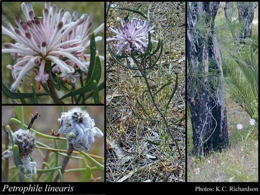 Petrophile Petrophile linearis RBr FloraBase Flora of Western Australia