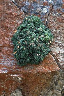 Petrophytum cinerascens httpsuploadwikimediaorgwikipediacommonsthu