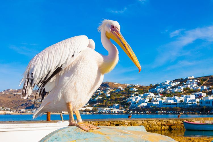 Petros (pelican) Peter the Pelican Mykonos Life