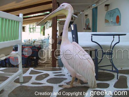 Petros (pelican) Peter the Pelican in Mykonos island Greekacom