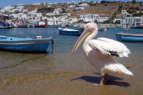 Petros (pelican) Eat Sleep Breathe Travel Mykonos39s beloved pelican