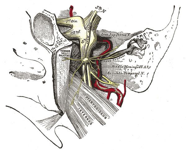 Petrosal branch of middle meningeal artery