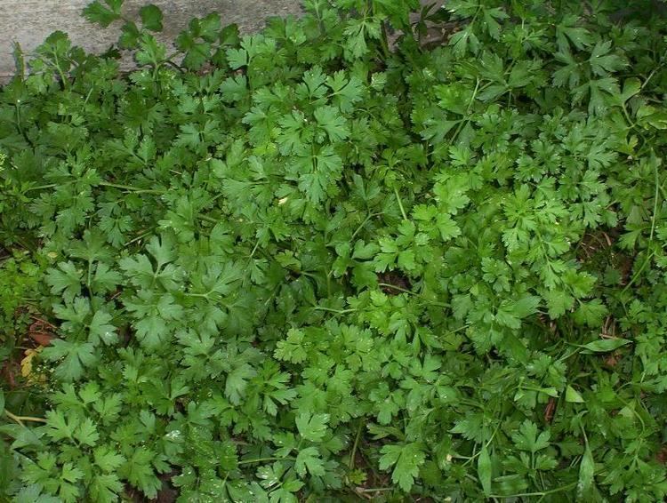 Petroselinum Petroselinum crispum Parsley Petroselinum hortense