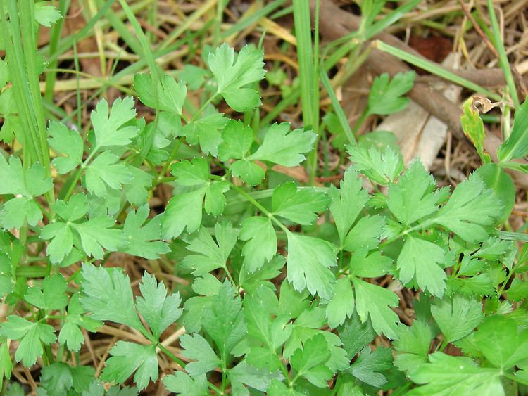 Petroselinum Petroselinum crispum parsley Go Botany