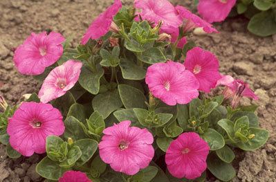 Petunia × atkinsiana RHS advice amp tips on garden amp indoor plants Plant finder