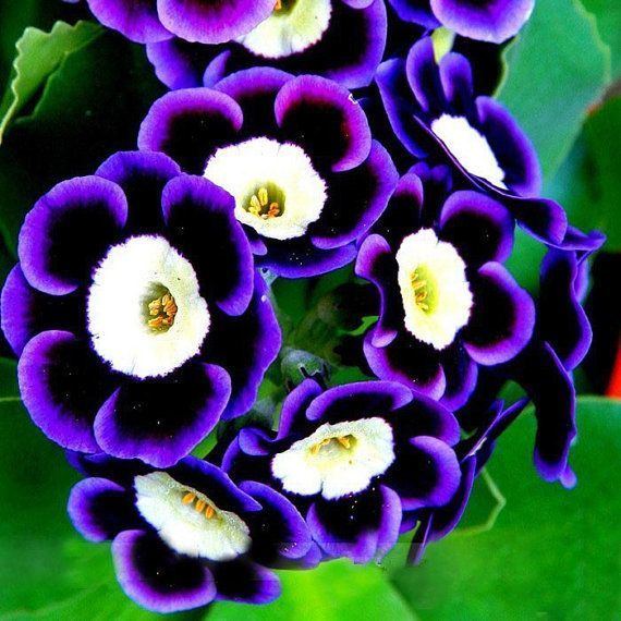 Petunia 78 ideas about Petunias on Pinterest Flowers garden Black