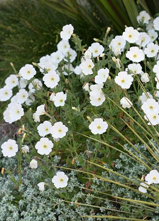 Petunia axillaris Petunia axillaris quotWild White Petuniaquot Buy Online at Annie39s Annuals