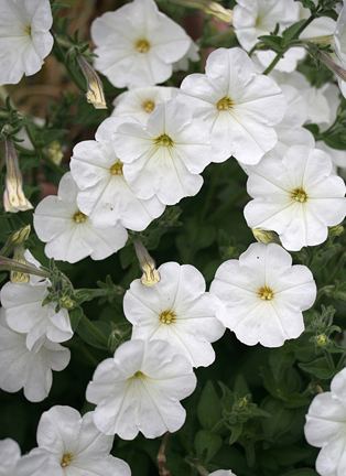 Petunia axillaris Petunia axillaris quotWild White Petuniaquot Buy Online at Annie39s Annuals