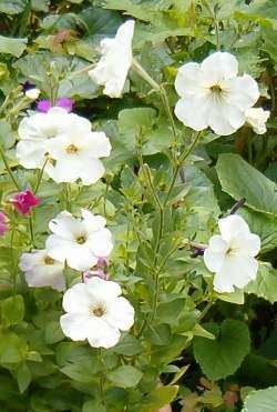 Petunia axillaris Wild White Petunia Seeds from Alchemy Works Seeds for Magick Herbs