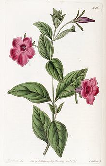 Petunia integrifolia httpsuploadwikimediaorgwikipediacommonsthu