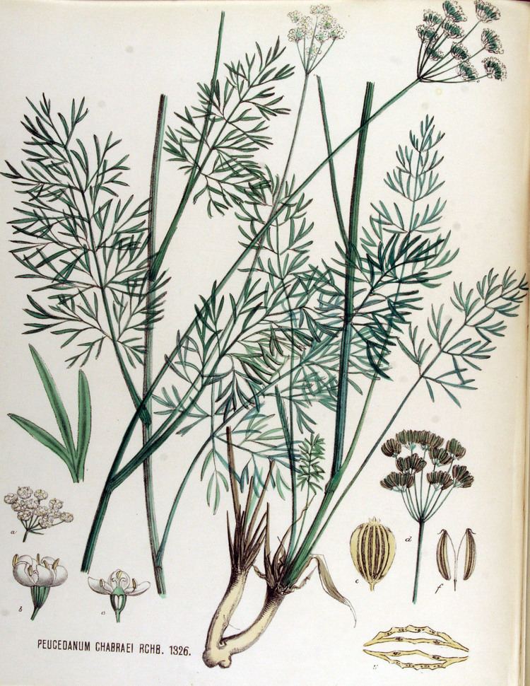 Peucedanum Peucedanum carvifolia Wikiwand