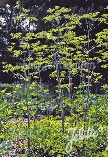 Peucedanum verticillare Jelitto Perennial Seed PEUCEDANUM verticillare Portions