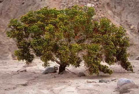 Peucephyllum Desert Fir Peucephyllum schottii