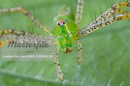 Peucetia Green Lynx Spider Peucetia viridans portrait Costa Rica Stock