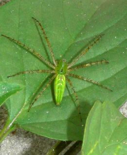 Peucetia Peucetia viridans Green Lynx Spider Discover Life