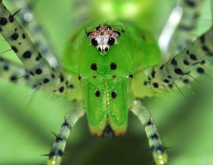 Peucetia Green Lynx Spider Peucetia Viridans Stan Lewis Flickr