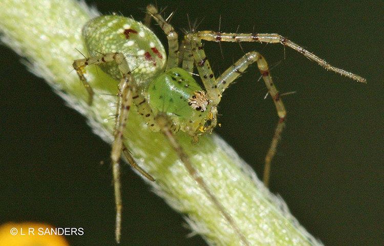 Peucetia Peucetia L Koch 1878 Green Lynx Spider