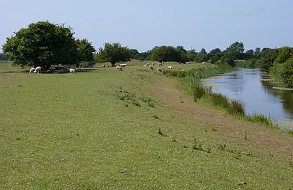 Pevensey Levels Pevensey Levels Birding Walks in RXland