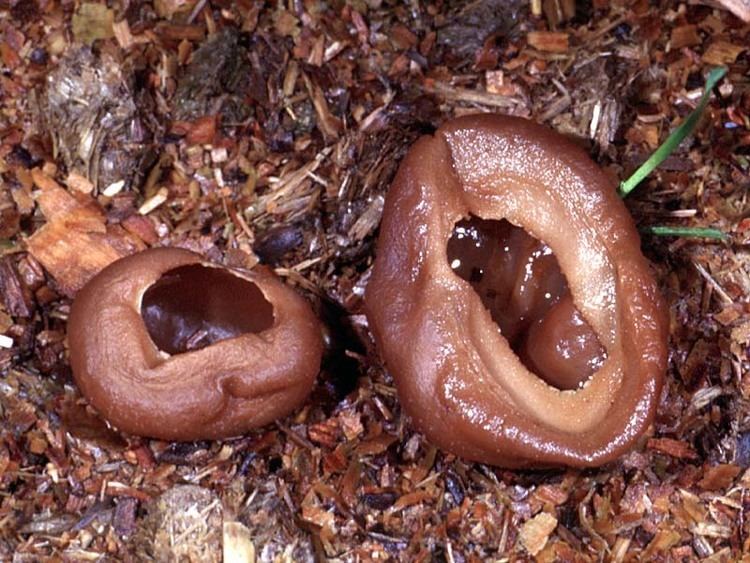 Photo of two Peziza, a large genus of saprophytic cup fungi grows on the ground.