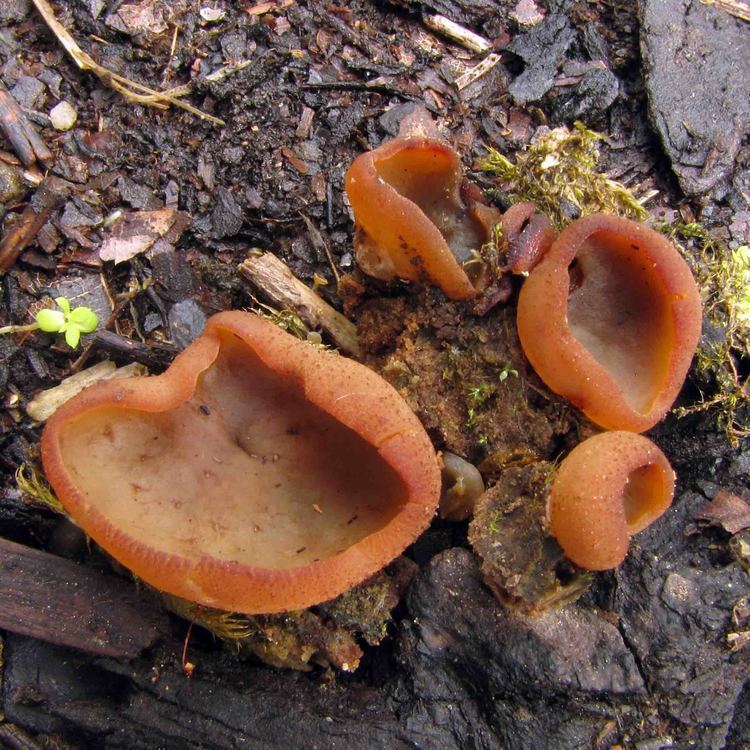 Photo of big and small color orange Peziza grows on the ground.
